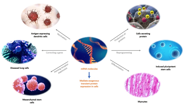 Accelerating mRNA-Based Therapy Development with Scalable Purification of In Vitro Transcribed mRNA