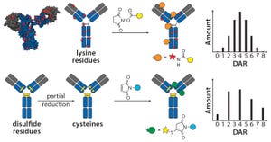 The Next Step in Homogenous Bioconjugate Development: Optimizing Payload Placement and Conjugate Composition