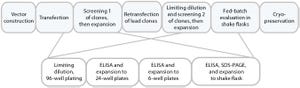 Rapid Development and Scale-Up of Biosimilar Trastuzumab: A Case Study of Integrated Cell Line and Process Development