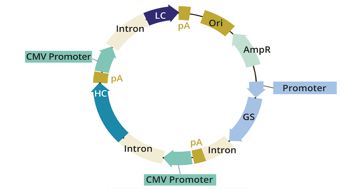 Optimizing Expression Vectors: Biotherapeutic Protein Production