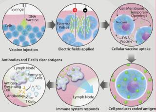 Electroporation-Enhanced Delivery of DNA Vaccines