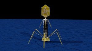 bacteriophage-flickr-creative-commons-2.0-kevin-gill-300x169.jpg