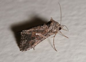 cabbage-looper-moth-By-Calibas-wikimedia-300x215.jpg