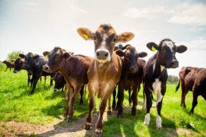 dairy-naumoid-300x200.jpg dairy-naumoid-300x200.jpg