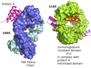 Protein-A-By-E-A-S-Own-work-CC-BY-SA-3.0-wikimedia-300x226.png
