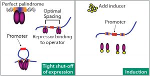 Application of DNA Looping: Efficient, Controlled, and Scalable ...