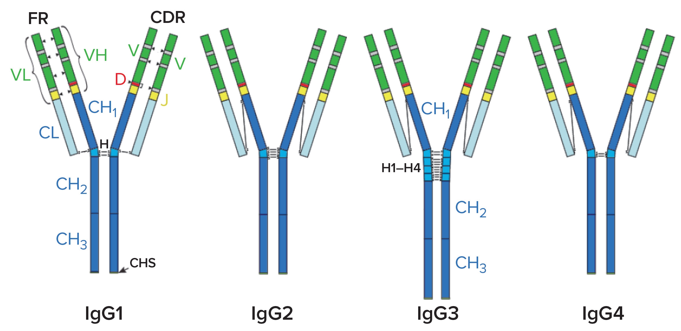 Removing Aggregates and Fragments of Recombinant IgG1