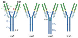 Removing Aggregates and Fragments of Recombinant IgG1: Evaluating a Process Change to Implement Appropriate Chromatographic Media