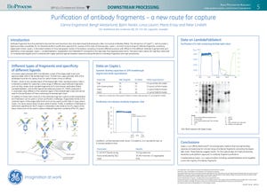 Purification of Antibody Fragments: A New Route for Capture