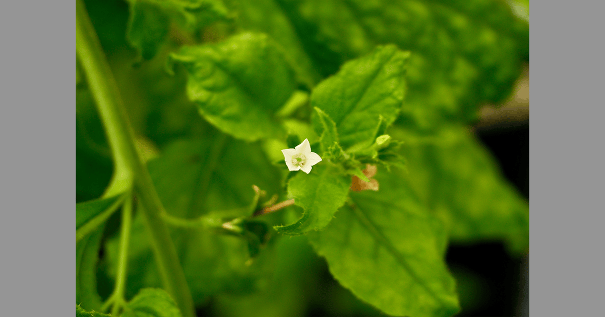 From Crops to Cures: Intellectual-Property Considerations for the Emerging “Pharming” Industry