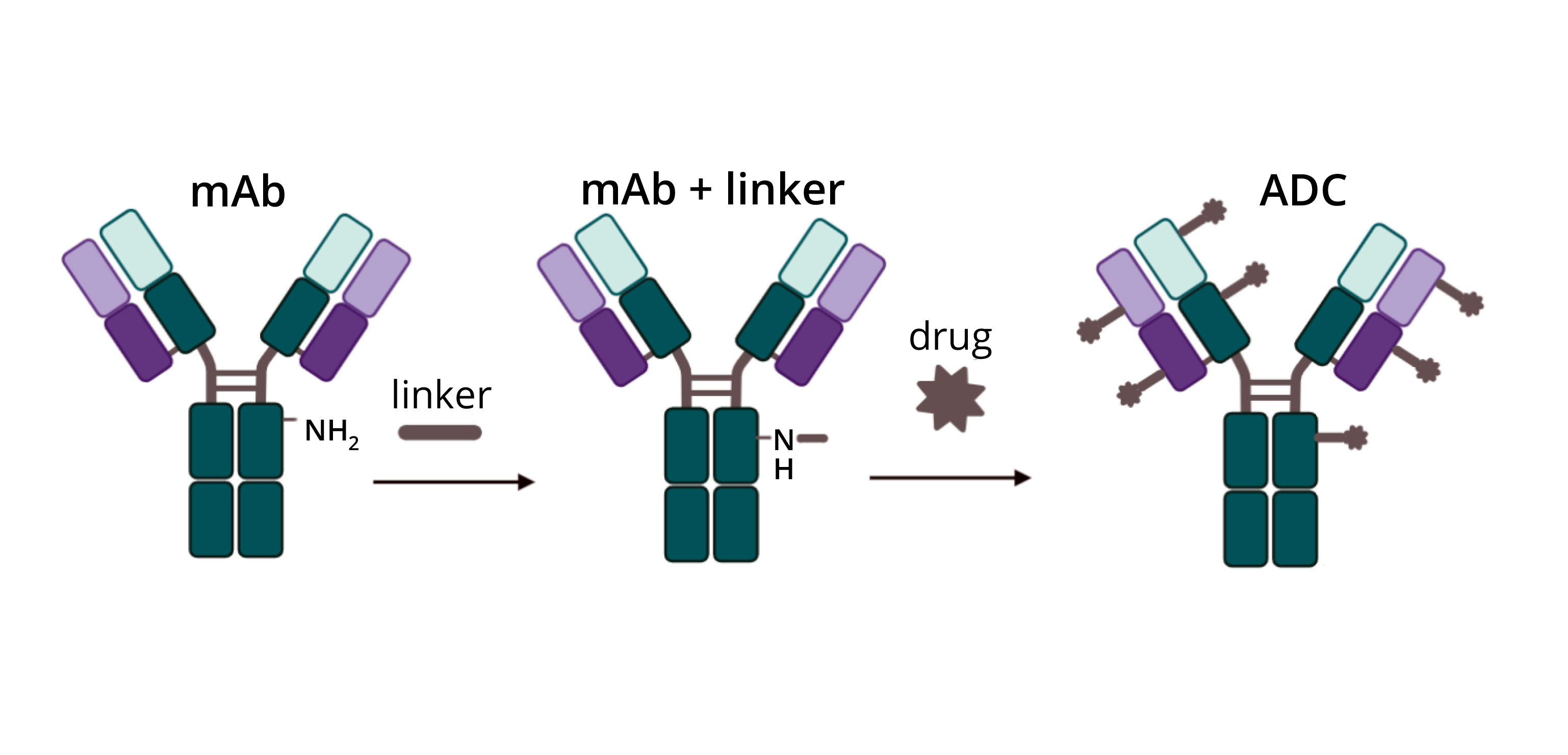 ADC Quality: Controlling Molecule & Mechanism ADC Quality: Controlling Molecule & Mechanism