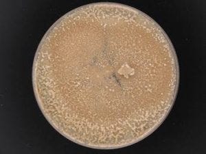 Myceliophthora-thermophila-2-300x224.jpg
