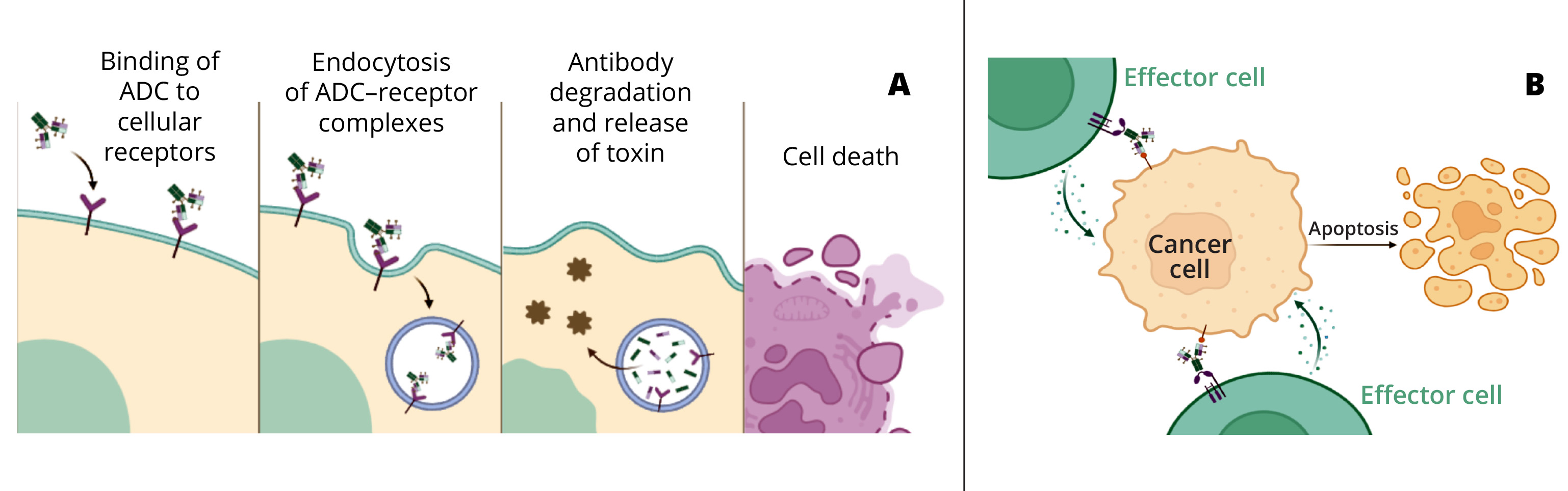 ADC Quality: Controlling Molecule & Mechanism