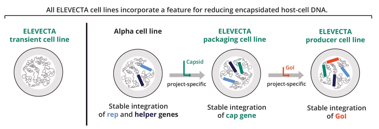 Cytiva Process Development CLD Complexities in Viral-Vector Manufacturing