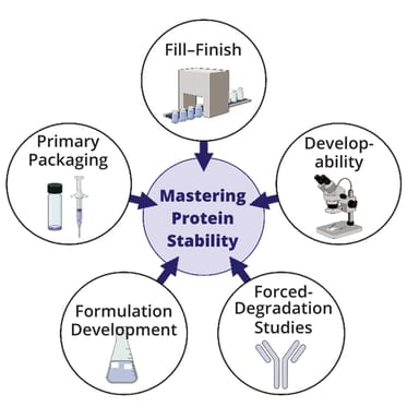 Protein Stability Methods Mastering Protein Stability in Injectable Biopharmaceuticals