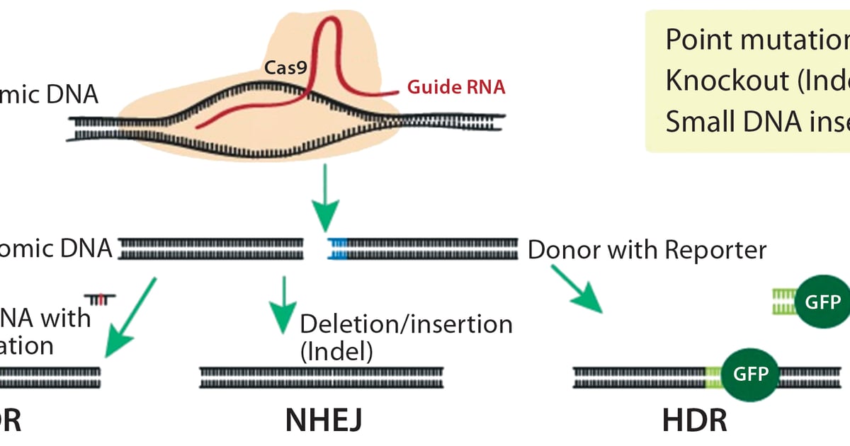 Advanced Gene Editing in Mouse Models for Biopharmaceutical Development