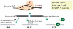 Conditional/Inducible Gene-Expression Mouse Models Using Advanced Gene Editing