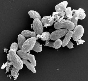 Fungal infection? Biopharma embrace boosts Dyadic’s high titer platform
