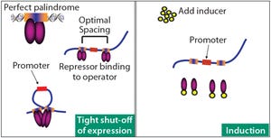 Application of DNA Looping: Efficient, Controlled, and Scalable Microbial Expression in pAVEway™ Expression Technology