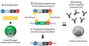 Antibody–Drug Conjugates: Fast-Track Development from Gene to Product