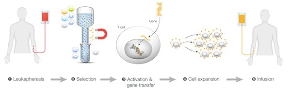 Automated PBMC Isolation and T Cell Wash and Concentration by the CTS Rotea System