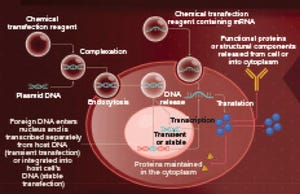 Transfection: Past,  Present, and Future