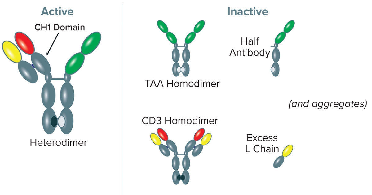 Bispecific Antibodies: Downstream Purification - BioProcess International