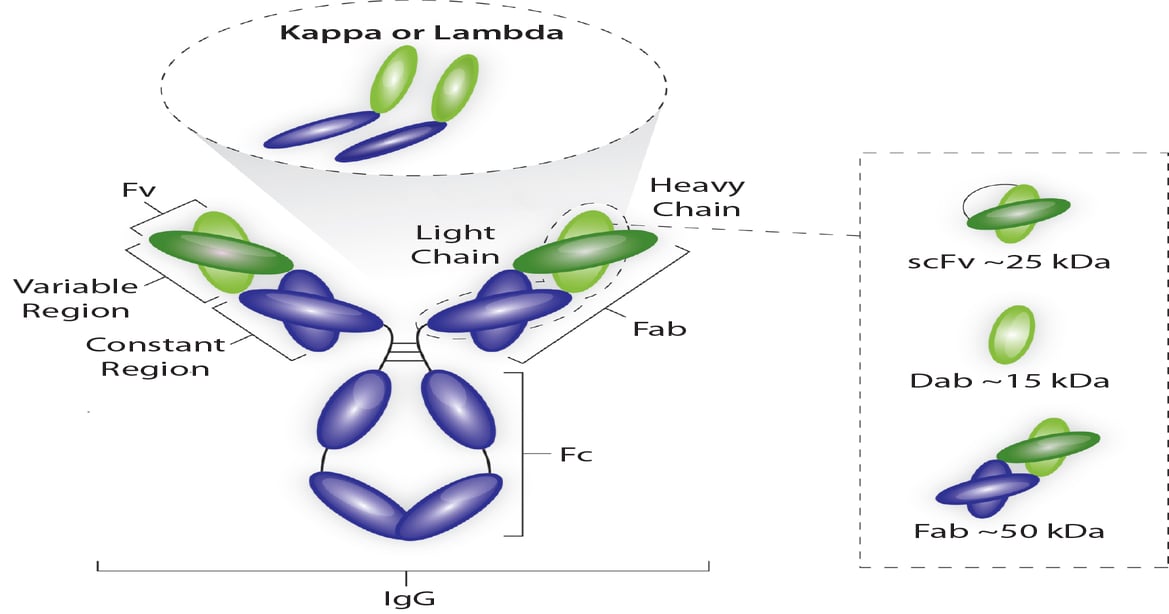An Industrial Platform Solution for Antibody Fragment Purification