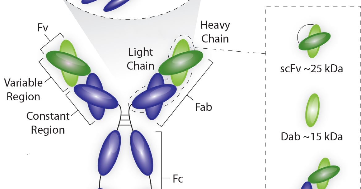 Vcab An Industrial Platform Solution for Antibody Fragment Purification