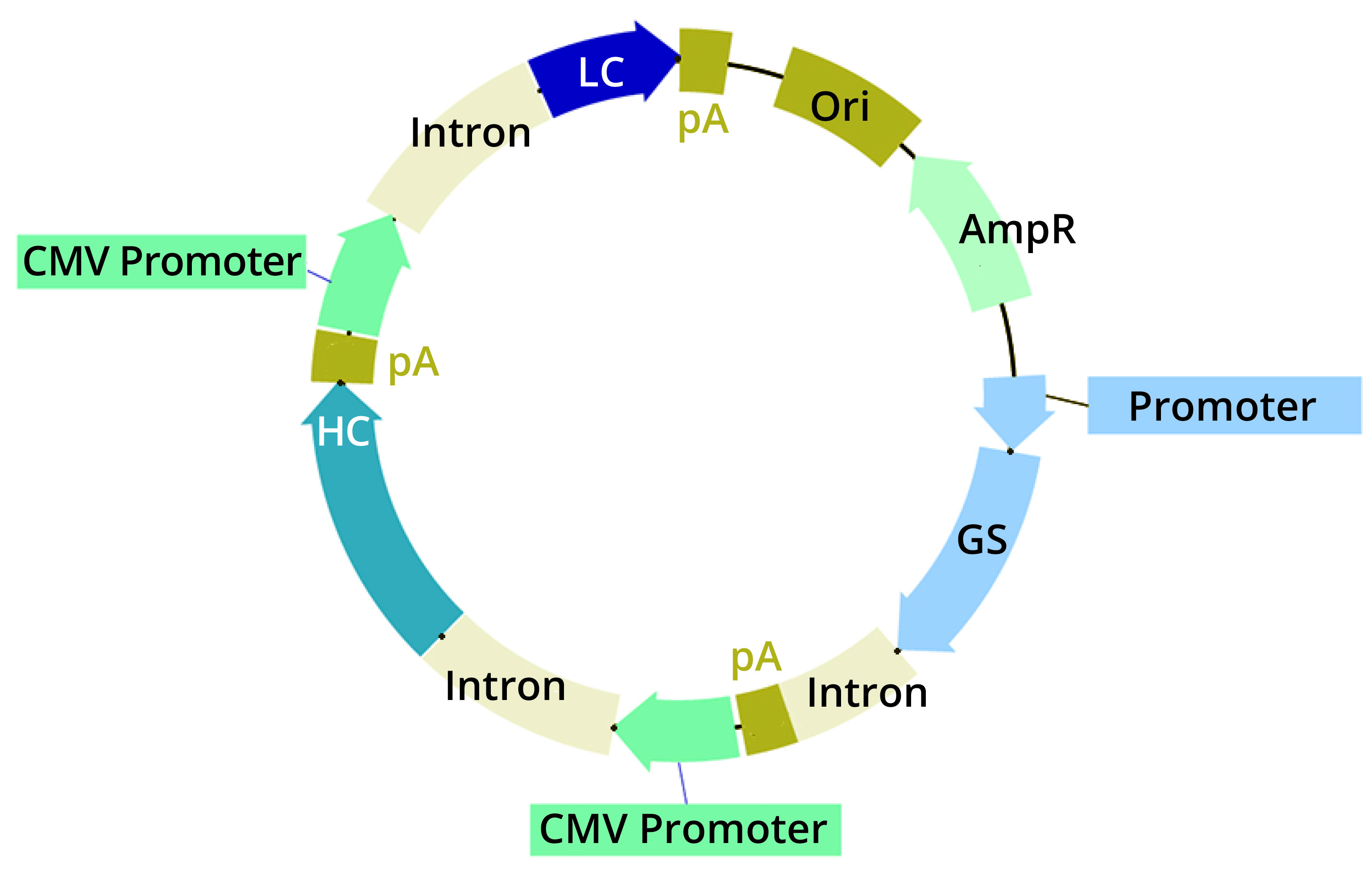 Optimizing Expression Vectors: Biotherapeutic Protein Production