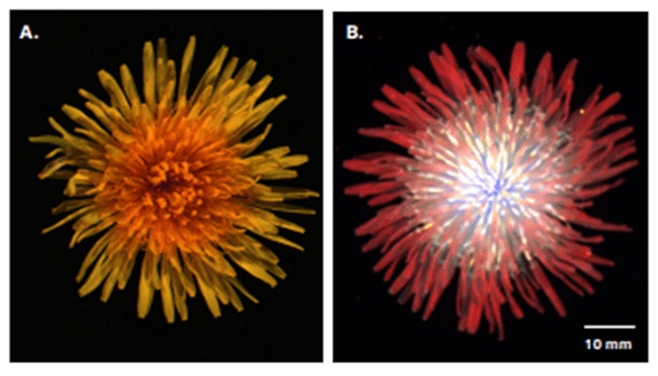 Fluorescence Reveals Hidden Details in Flowers That Attract Pollinators