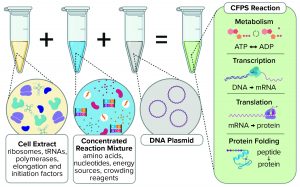 Cell Free Synthesis An Industry Roadmap BioProcess International