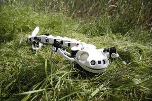 Salamander Robot Walks Like the Real Thing