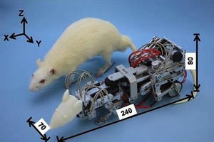 Robotic Rat Used to Advance Depression Research