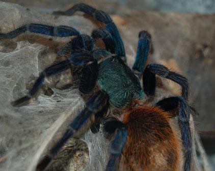Tarantula Inspires New Textile Colorant and Screen Technology