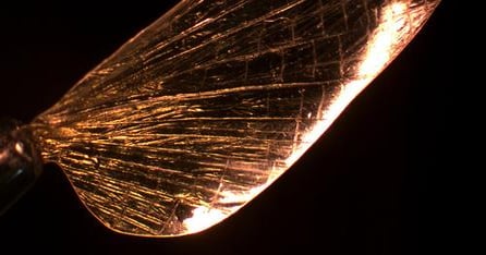 'Shrilk' Mimics Insect Exoskeleton