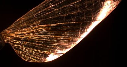 Shrill Objects 'Shrilk' Mimics Insect Exoskeleton