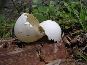 Eggshell, Bone Used to Develop Eco-Friendly Construction Material