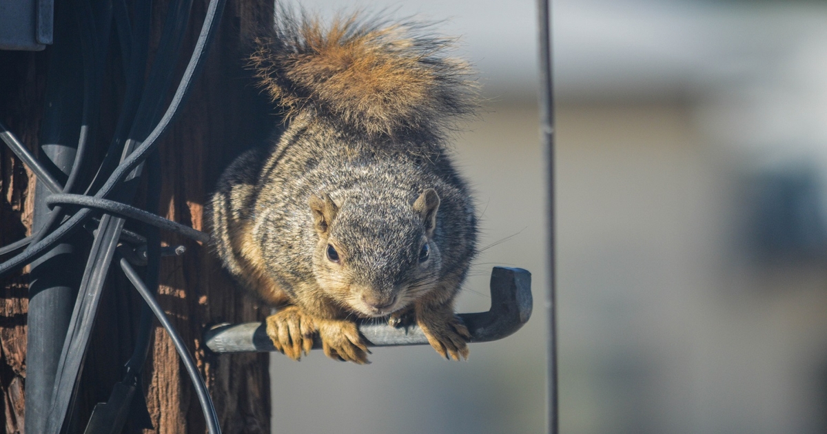 Squirrels, Bad Wiring, and Four Tech Repair Visits