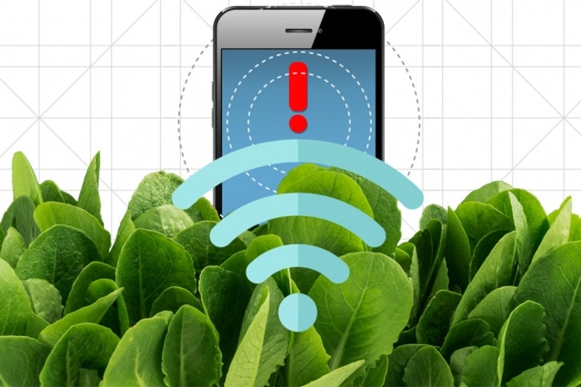 Eat Your Spinach; It Can Detect Explosives