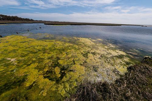 Researchers Take Algae From Pollution to Biofuel