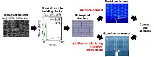 MIT 3D Prints Tough, Bone-Like Composite MIT 3D Prints Tough, Bone-Like Composite