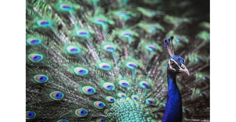 peacock-GettyImages-1235268170-web.jpg