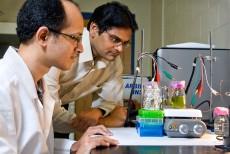 Researchers Extract Plant Material for Use in Solar-Energy Harvesting