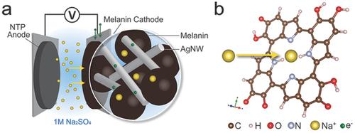'Edible' Electronics Can Be Powered by Melanin