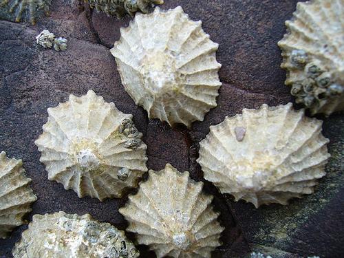 Limpets.jpg