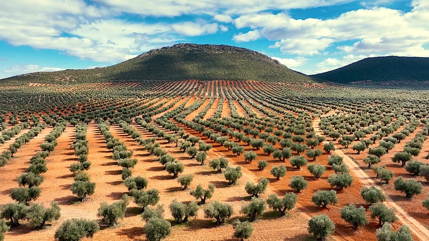 Spanish olive groves stretch to the horizon.