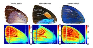 thermal imaging-59477_butterfly-wing-temperature-distributions-1.jpg