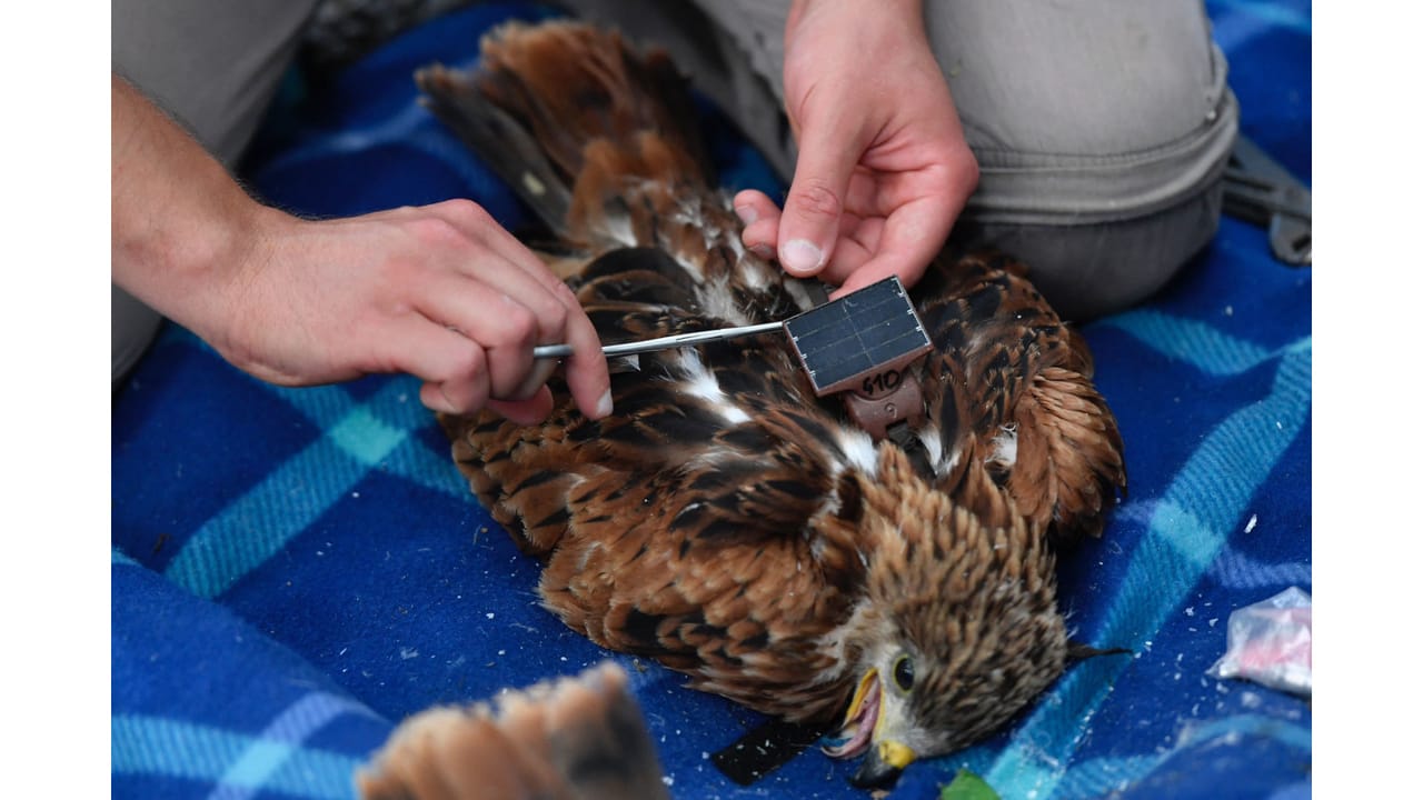 Modern Bird Migration Science: Unveiling Nature’s Secrets