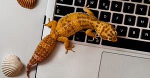 gecko climbing on laptop